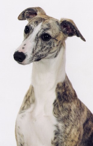 Beautiful head shot of Echo