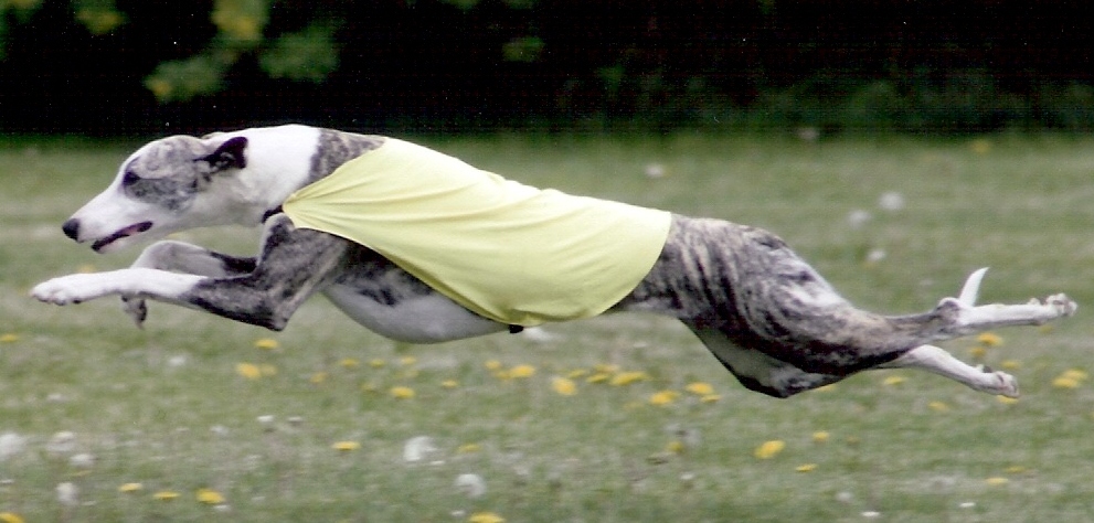 Dazzle coursing cropped Dazzle flying along the coursing field