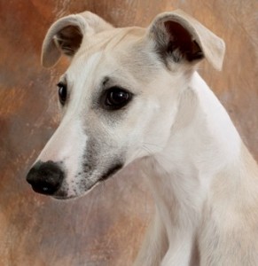 Phoenix by photographer Laurie Erickson